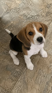 The little one